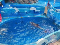 -海合安成都极地海洋公园