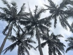 -东寨港红树林旅游区