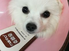 -成都民大动物医院