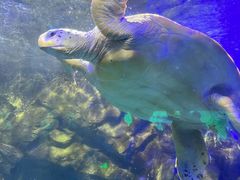 -太平洋海底世界