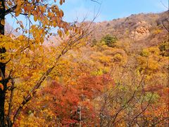 -大岭沟猕猴桃谷风景区