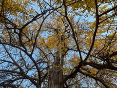 -千年银杏谷文化旅游区