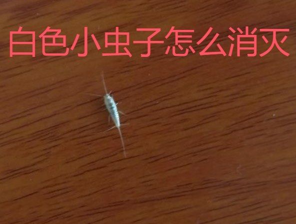 家里面有白色的小虫子怎么灭