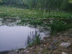 -青城公园