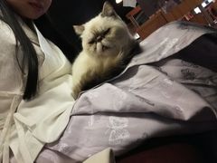 -喵园·猫主题咖啡厅·撸猫·猫咖(国贸店)