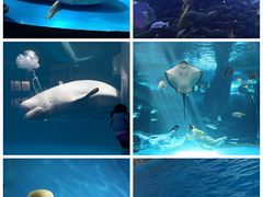 -泉城欧乐堡海洋极地世界