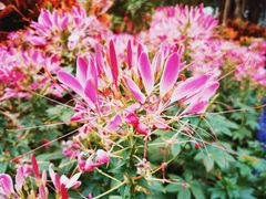 -深圳国际园林花卉博览园