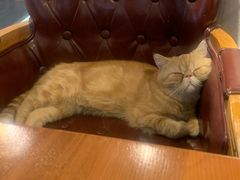 -猫小院猫主题餐厅(三里屯店)