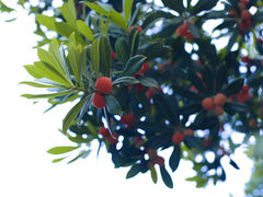 -喜马拉雅森HIMALAYAN FOREST