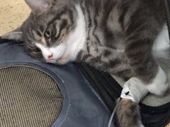 -伟伟宠物医院·CT影像中心·瑞派犬猫综合性门诊(汉口总院)