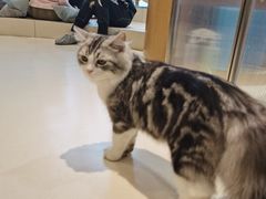 -飞行喵MR PILOT|猫舍·猫咖(静安大融城店)