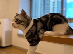 -有喵·猫咖·狗咖·30几只猫10只小狗(岗厦店)