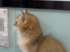 -嘉馨宠物医院·CT影像转诊·心脏科·犬猫全科诊疗中心(下沙大学城院区)