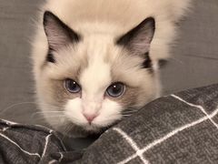 -Cappucimeow猫咪咖啡馆(韦伯时代店)