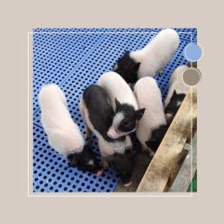 -萌宠亲子动物乐园(槐房万达店)