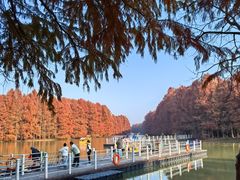 -上海海湾国家森林公园