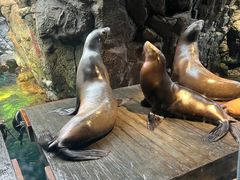 -大阪海游馆