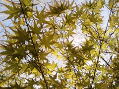 -合肥滨湖国家森林公园