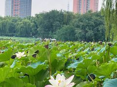 -莲花池公园