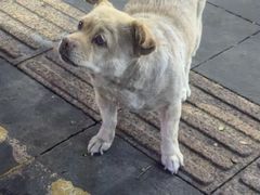 -嘉华小吃(蛇口市场店)