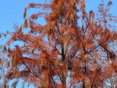 -昆山城市生态森林公园