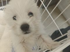 -翊宠yipet猫狗购宠庄园犬舍•猫舍