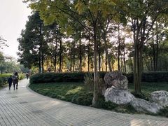-神仙树公园