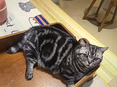 -藏猫猫咖啡主题馆(中央大道店)