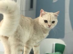 -喵的天空名猫咖啡馆·撸猫·猫舍·用品