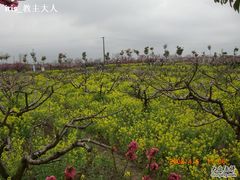 -南汇桃花村