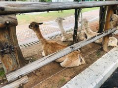 -灵玲国际马戏城