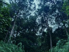 -铁山坪森林公园