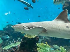 -鹿儿岛水族馆