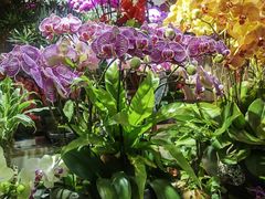 -花鸟鱼虫鲜花绿植市场(玉泉路店)