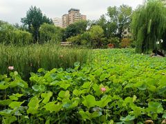 -莲湖公园