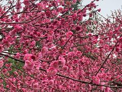 -重庆彩云湖湿地公园