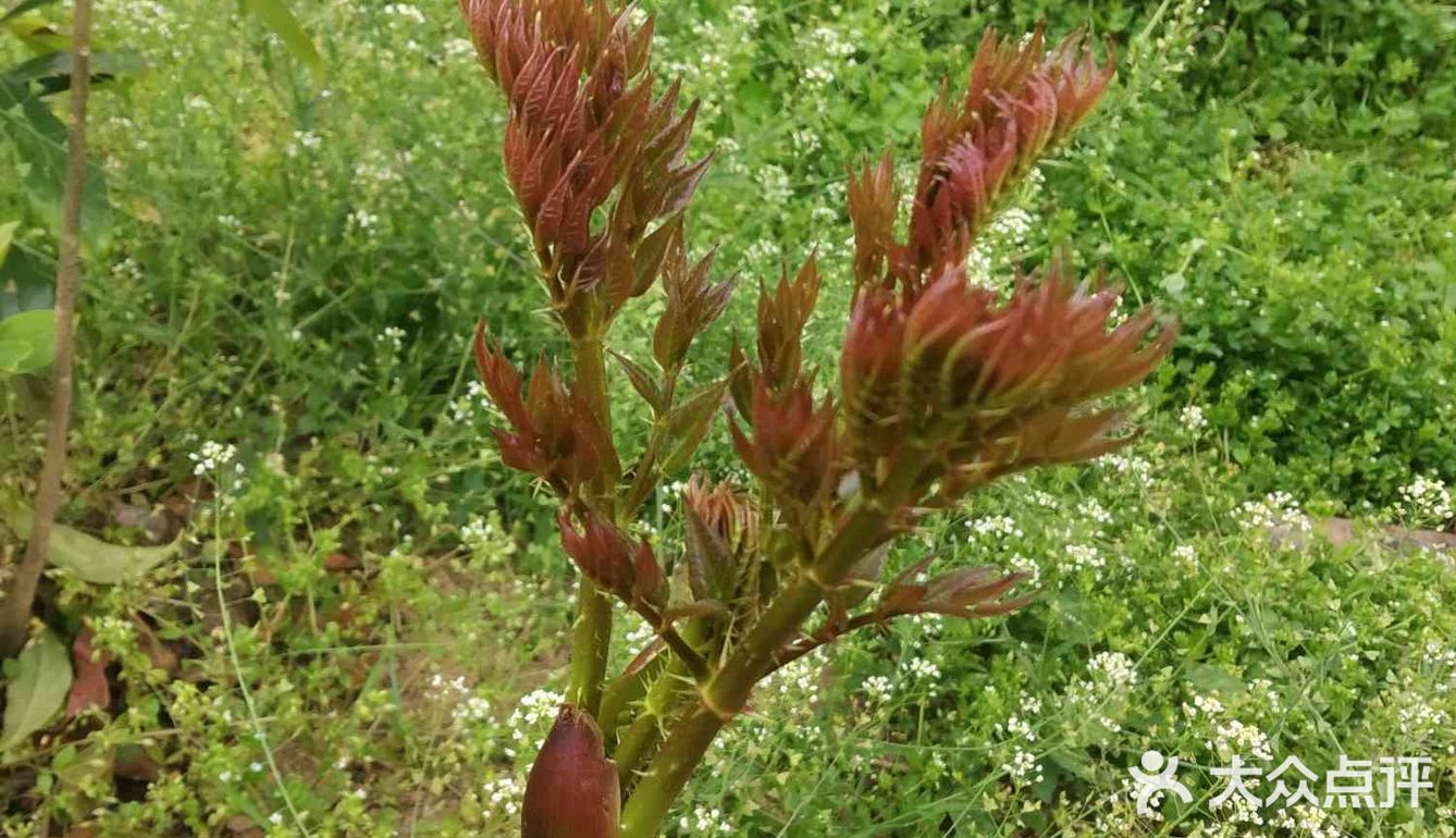 春芽,俗称刺椿,云南特色的一种树头菜,三四月发芽