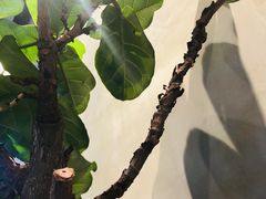 -喜茶(广州荔湾领展广场店)