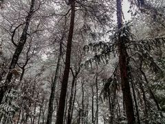 -铁山坪森林公园