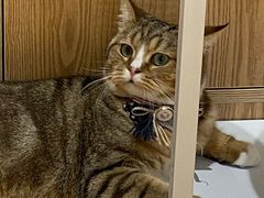 -啵啵喵·猫咖(攀华国际店)