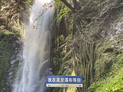 -莫里热带雨林景区
