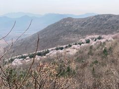 -樱花山风景区