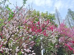 -苏州上方山国家森林公园