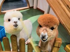 -藦茜花园宠物主题亲子互动体验馆(国顺东路店)
