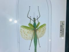 -上海昆虫博物馆
