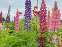 -嘉北郊野公园