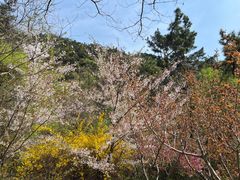 -金龙寺国家森林公园