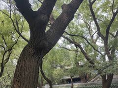 -北京国子监胡同