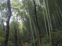 -上海佘山国家森林公园天马山园