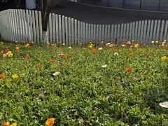 -长虫山生态公园风景林